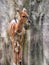 A Brown and White Gazelle Walking in a Wooded Area with its Tong