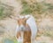 Brown and white goat in field at local farm in Washington, USA