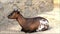 Brown white goat resting on sand