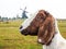 Brown and white goat with windmills