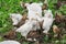 Brown and white group brama chickens at the feeder household poultry farming