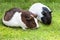 Brown and white Guinea pig eat green grass