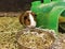 A brown and white guinea pig in front of a bowl of food