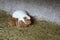 Brown and white guinea pig mum protecting her litter of pups.