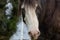 Brown and white Gypsy Vanner horse head portrait