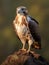 Brown and white hawk is sitting on top of a rock