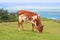 Brown and white heifer eating grass