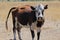 Brown and white Hereford cow