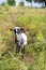 Brown and white hornless village goat grazing on a meadow