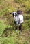 Brown and white hornless village goat grazing on a meadow