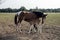 A brown and white horse calf along with mother in a green field.