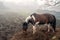 Brown and white horse eating in a field, Mist in the background