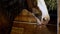 Brown and white horse with long mane is eating hay in a barn. Handheld closeup clip