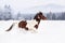 Brown and white horse running on deep snow covered country, trees and mountains in background