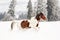 Brown and white horse, Slovak Warmblood breed, running on snow, blurred trees and mountains in background