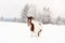 Brown and white horse, Slovak Warmblood breed, walking on snow, blurred trees and mountains in background, view from