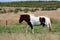 Brown and white horse in a yellow and green landscape. Iceland.