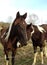 Brown-and-White Horses Nuzzling One Another