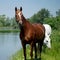 Brown and white horses on the shore of a pond. Wonderful green vegetation.