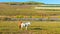 Brown and white horses in a sunlit yellowing field with clear skyline background