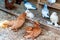 Brown and white house pigeons.