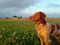 A brown and white hunting dog looking directly to the horizon