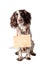 Brown-white hunting dog with signs on white