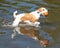 Brown and White Jack Russell Terrier in Water with Ball