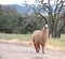 Brown and White Llama