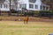 A brown and white llama, a small light brown horse, brown and white geese surrounded by think yellow and green grass