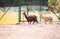 Brown and white llamas stand in the field and eat grass in the Carpathian zoo