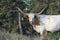 Brown and white long horn cow