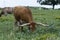 Brown and white Longhorn bull grazing in ranch pasture