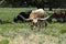 Brown and white Longhorn bull grazing in a ranch pasture