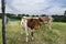 Brown and white Longhorn calf in pasture by fence