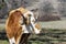 Brown and white Longhorn looking to the side