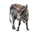 Brown and white longhorn steer
