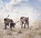 Brown and white longhorn steers