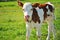 Brown and white male calf tied with a chain standing on a grassy meadow, portrait close up