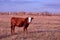 Brown and white male calf tied with a chain standing on a grassy yellow meadow with old farm, side view, blue cloudy autumn sky