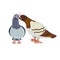 Brown and white male pigeon is kissing female one on white isolated background, vector stock illustration in Cartoon style,