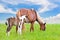 Brown white mare and foal with sky background