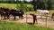 Brown, white meat-breed horses graze in a meadow behind a blue fence