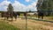 Brown, white meat-breed horses graze in a meadow behind a blue fence