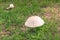 Brown and white mushroom in a mixture of green and dried grass