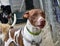 Brown and white patched dog with a collar looking at the camera near metal fence in kennel