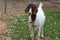 Brown and White Pet Goat