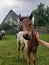 Brown white piebald foal