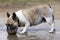 Brown and white piebald Frenchie male drinking water