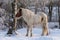 Brown and white or Pinto colored Icelandic horse in the snow